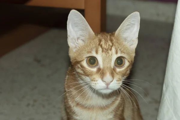 一只带条纹的猫 眼睛透明地看着摄像机 — 图库照片