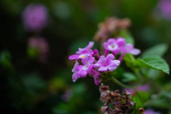 Campo Viola Fiori Con Uno Sfondo Sfocato Giardino — Foto Stock