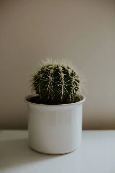 Plan Vertical Cactus Dans Pot Fleurs Blanches Sur Une Surface — Photo