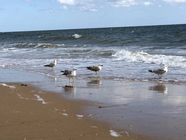 Das Wunderschöne Wellige Meer Und Die Möwen Die Sandstrand Unter — Stockfoto