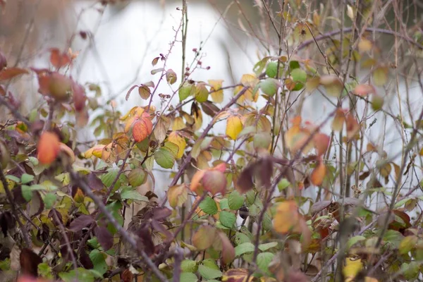 日中は紅葉が色鮮やかな乾燥した枝のクローズアップ — ストック写真