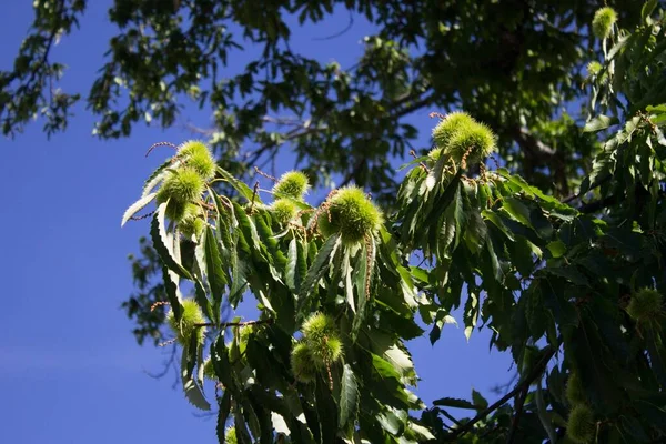 昼間は木の上に甘い栗の殻や葉のローアングルショット — ストック写真