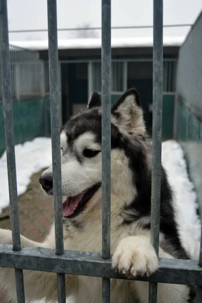 Perro Husky Sentado Una Jaula Refugio Animales — Foto de Stock