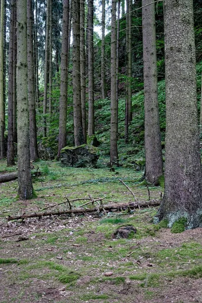 Uma Imagem Vertical Árvores Alinhadas Floresta — Fotografia de Stock