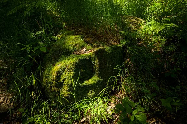 森の中の緑の苔で覆われた地面のクローズアップ — ストック写真