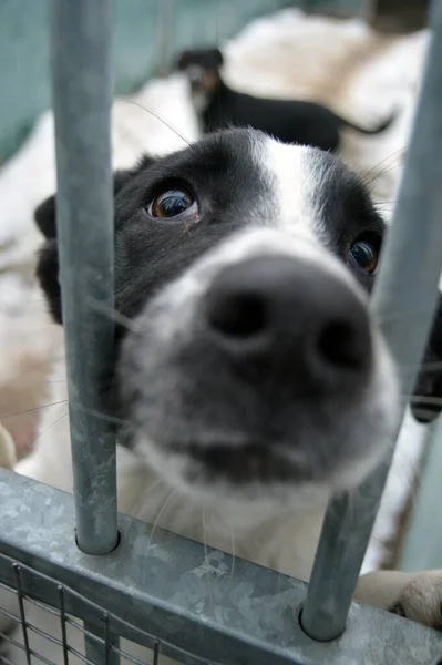 Gros Plan Chiot Braque Auvergne Dans Cage Refuge Pour Animaux — Photo