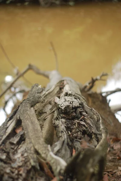 Nahaufnahme Eines Absterbenden Baumes Einer Natürlichen Umgebung — Stockfoto