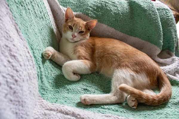 Gato Doméstico Bonito Cabelos Curtos Com Olhos Castanhos — Fotografia de Stock