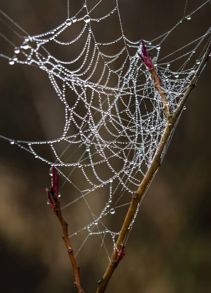 Nahaufnahme Eines Spinnennetzes Auf Einem Ast Mit Wassertropfen — Stockfoto