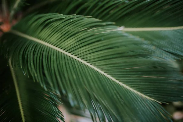 棕榈树叶子的特写镜头 适合墙纸或背景的特写镜头 — 图库照片