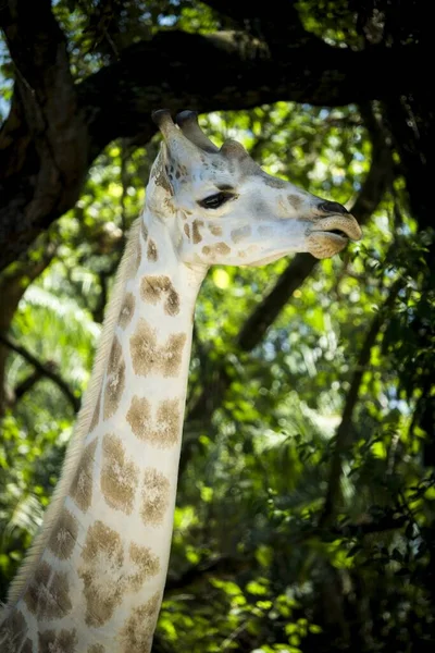 Uma Imagem Vertical Uma Girafa Comendo Capela Auto Safari Escuintla — Fotografia de Stock