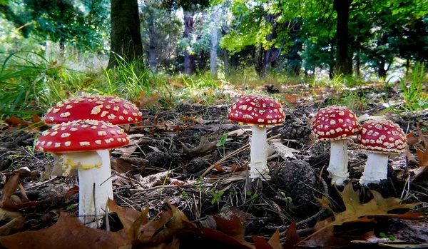 Closeup Vibrant Fly Agaric Mushrooms Growing Forest Floor — Stock Photo, Image