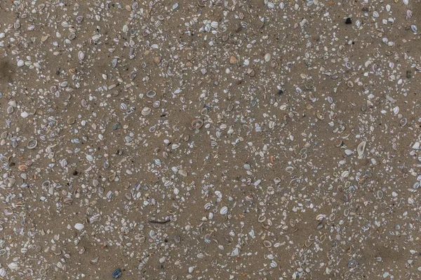 Las Conchas Mar Coloridas Diferentes Playa Arena —  Fotos de Stock