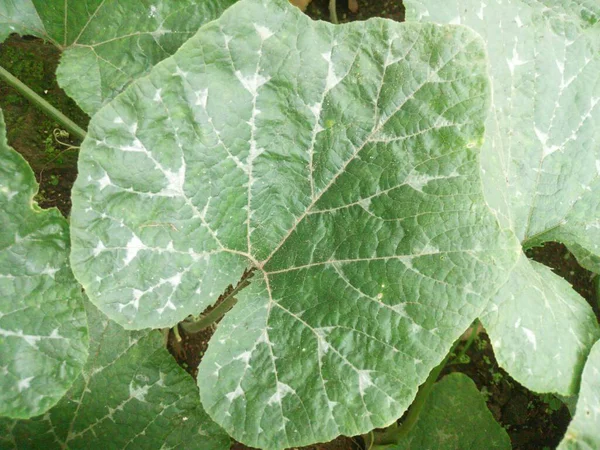 地面にカボチャの葉のクローズアップショット — ストック写真