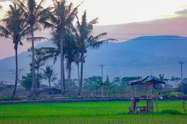 Eine Atemberaubende Aufnahme Einer Palmenlandschaft Mit Bergen Hintergrund — Stockfoto