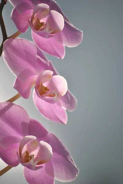 Vertical Closeup Shot Beautiful Pink Orchids Blurred Background — Stock Photo, Image