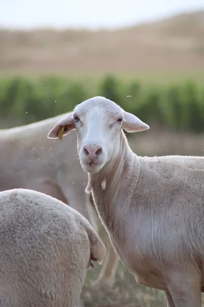 Egy Függőleges Közelkép Egy Aranyos Fehér Bárány Bámul Kamera Egy — Stock Fotó