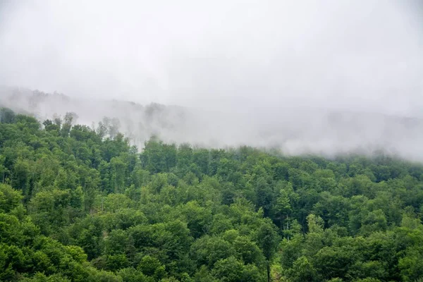 Colpo Aereo Una Fitta Foresta Paesaggio Montano Tempo Nebbioso — Foto Stock