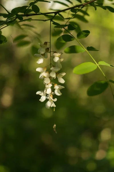 Tiro Close Uma Árvore Com Belas Flores Acácia Branca Fundo — Fotografia de Stock