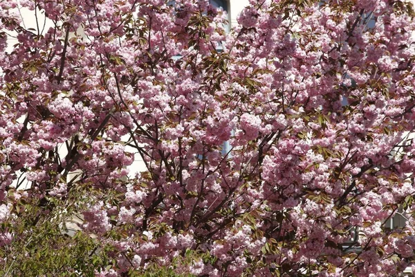 Dech Beroucí Záběr Krásné Třešňové Květy Parku — Stock fotografie