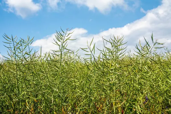 Vacker Bild Ett Grönt Gräsfält Molnig Himmel Bakgrund — Stockfoto