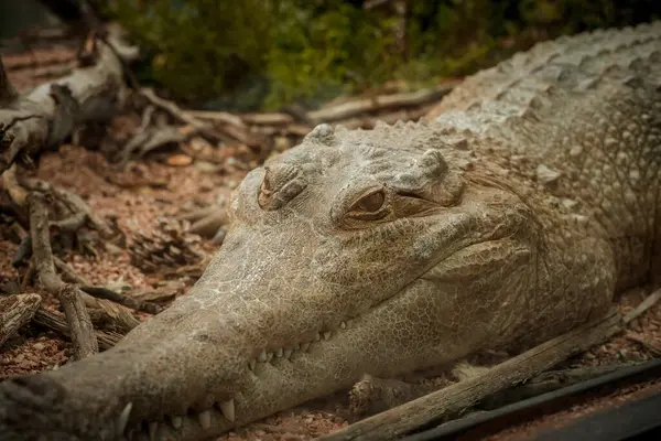 Crocodilo Americano Com Dentes Afiados — Fotografia de Stock