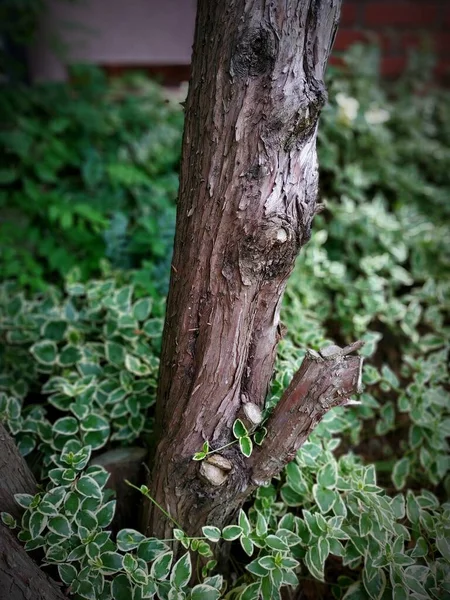 Enfoque Selectivo Tronco Árbol Grueso Algunos Arbustos Crecidos Alrededor — Foto de Stock