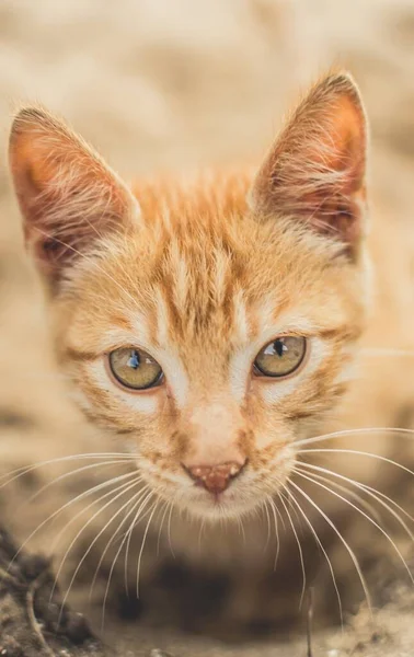 Närbild Skott Söt Fluffig Orange Tamkatt — Stockfoto