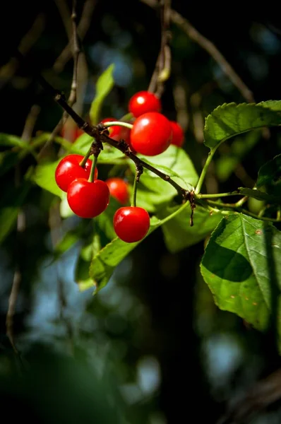 Les Cerises Rouges Juteuses Délicieuses Poussant Sur Les Branches Des — Photo