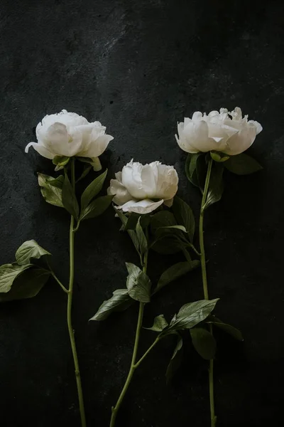Una Vista Verticale Superiore Rose Bianche Isolate Uno Sfondo Nero — Foto Stock