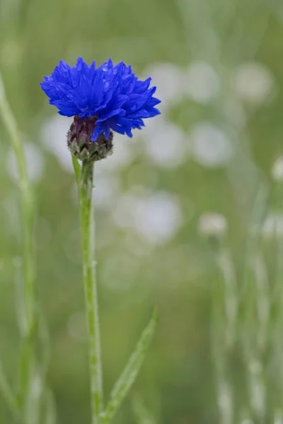 Tiro Vertical Uma Bela Flor Milho Azul Centaurea Cyanus Vegetação — Fotografia de Stock