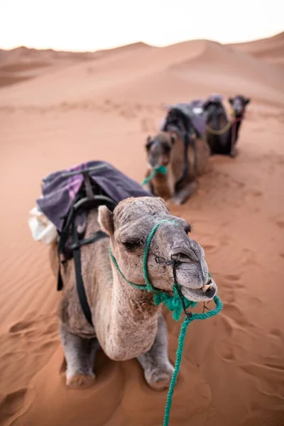 Eine Vertikale Nahaufnahme Eines Kamels Das Auf Dem Sand Einer — Stockfoto