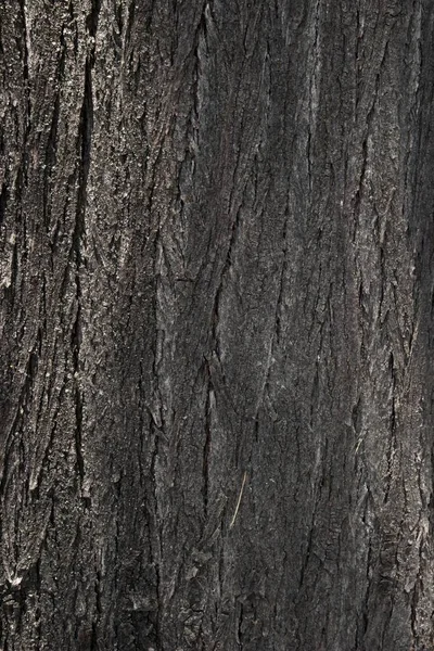 Vertical Shot Texture Tree Bark — Stock Photo, Image