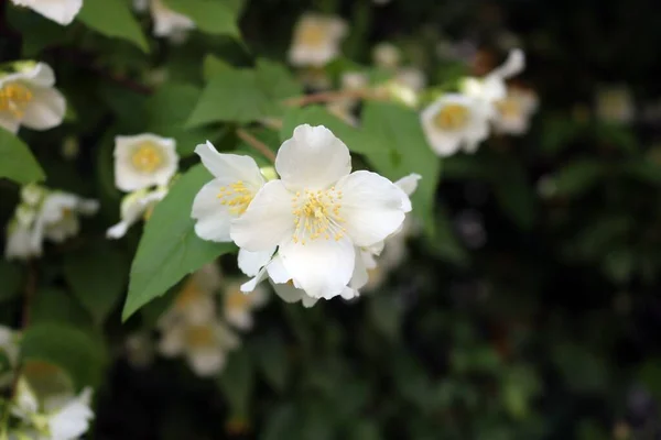 Bild Aprikos Blommor Trädet Solljuset — Stockfoto