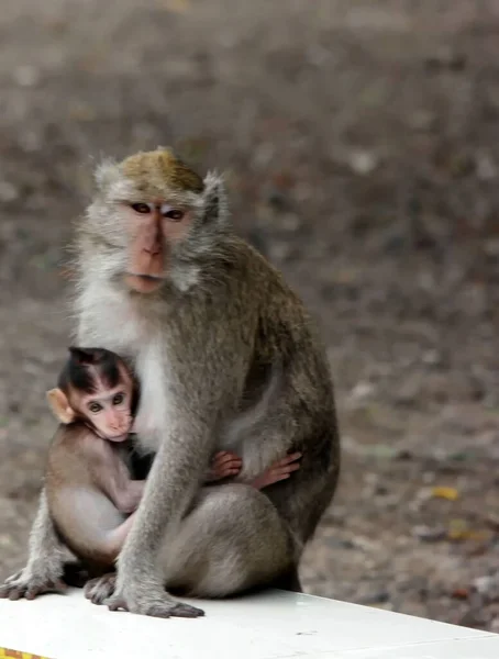 Tiro Vertical Macaco Bebê Abraçando Sua Mãe Enquanto Ela Senta — Fotografia de Stock