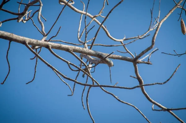 Eine Flache Aufnahme Von Zweigen Auf Blauem Himmel — Stockfoto