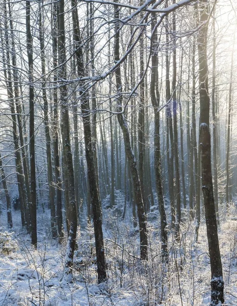 Frost Wald Schneereicher Winter — Stockfoto