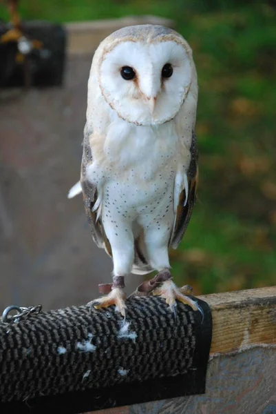 背景がぼやけている布の表面に立つ納屋のフクロウの垂直ショット — ストック写真