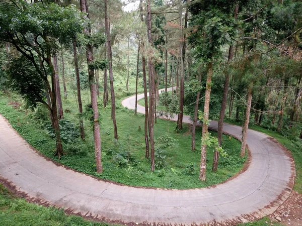 Retrato Paisagem Caminho Uma Floresta — Fotografia de Stock