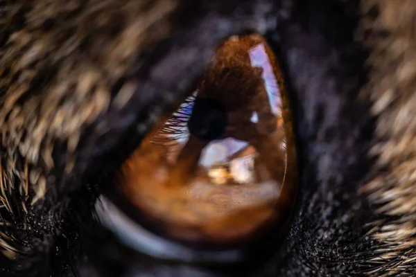 写真家を反映した犬の茶色の目のマクロショット — ストック写真
