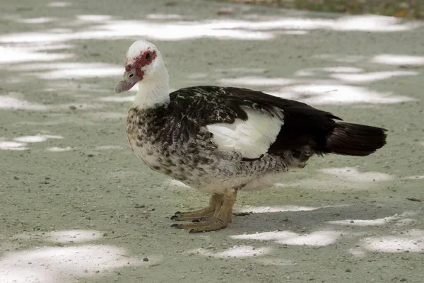 Pato Com Penas Vermelhas Redor Dos Olhos Chão — Fotografia de Stock