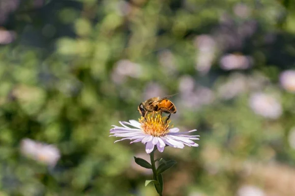 Eine Selektive Fokusaufnahme Einer Biene Die Auf Einer Kamille Sitzt — Stockfoto