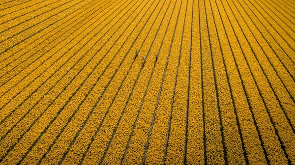 昼間に黄色いチューリップの花のフィールドの空中ショット — ストック写真