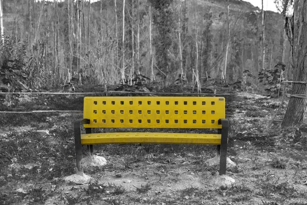 Gri Tonlu Orman Arka Planında Izole Edilmiş Sarı Bir Bank — Stok fotoğraf