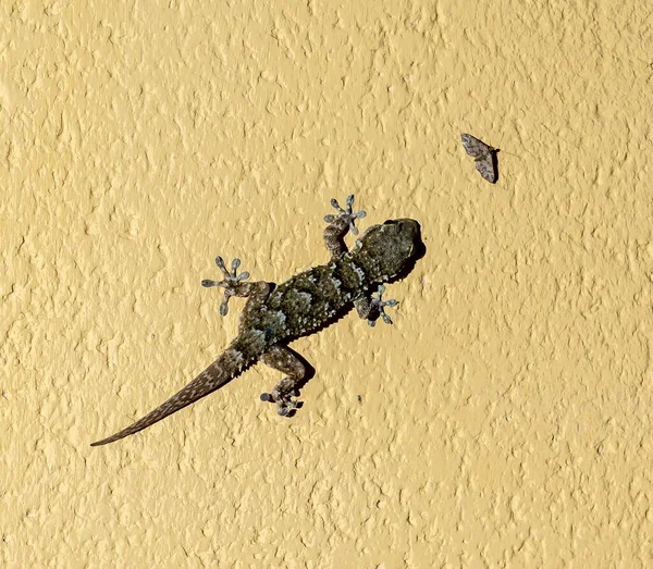 Nahaufnahme Eines Geckos Auf Der Jagd Nach Motten Einer Gelben — Stockfoto