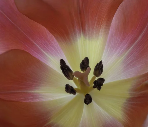 Yüzeyin Içinde Kırmızı Sarı Bir Çiçeğin Yakın Plan Çekimi — Stok fotoğraf