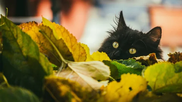 Uma Foto Close Gato Fofo Preto Engraçado Brincando Com Folhas — Fotografia de Stock