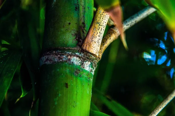 Een Close Shot Van Een Groene Bamboe Plant Een Bos — Stockfoto