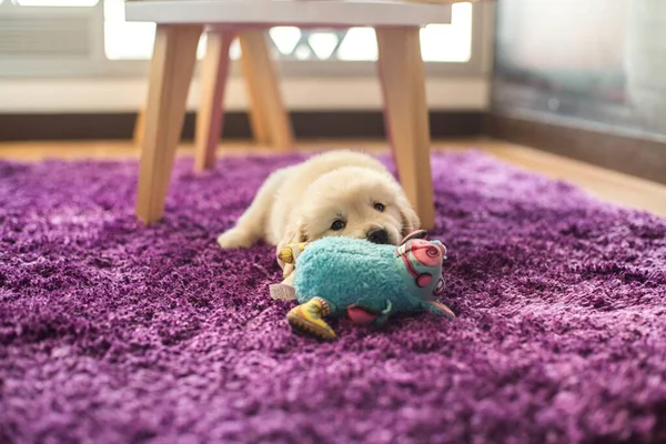 Een Close Shot Van Een Schattige Kleine Golden Retriever Pup — Stockfoto