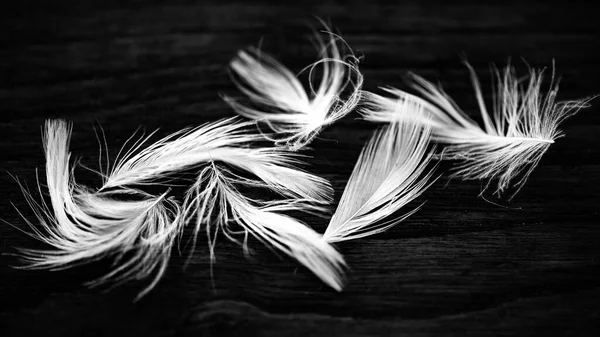 一些小羽毛的黑白照片 完美的背景 — 图库照片